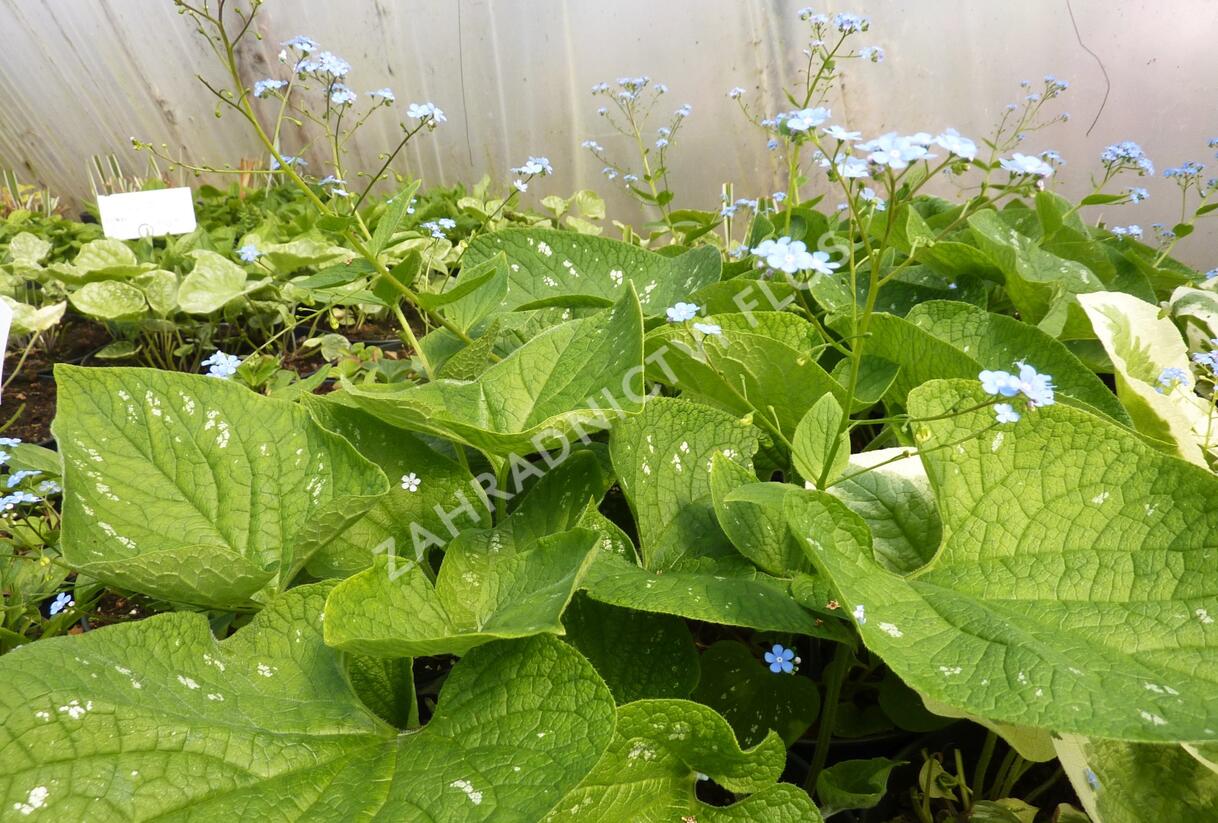 Pomněnkovec velkolistý 'Langtrees' - Brunnera macrophylla 'Langtrees'
