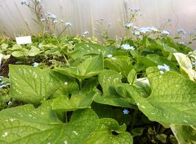 Pomněnkovec velkolistý 'Langtrees' - Brunnera macrophylla 'Langtrees'