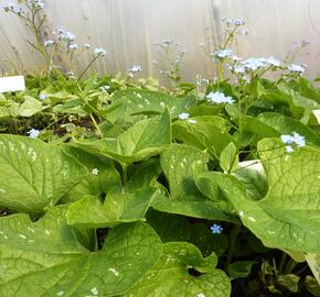 Pomněnkovec velkolistý 'Langtrees' - Brunnera macrophylla 'Langtrees'