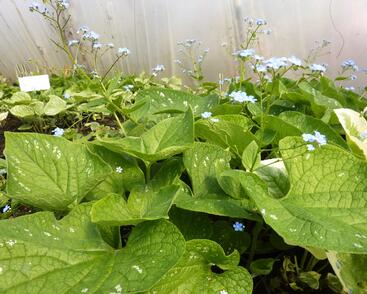 Pomněnkovec velkolistý 'Langtrees'
