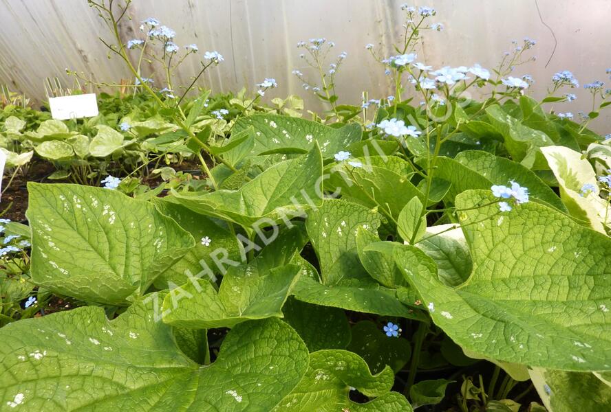 Pomněnkovec velkolistý 'Langtrees' - Brunnera macrophylla 'Langtrees'