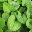 Pomněnkovec velkolistý 'Langtrees' - Brunnera macrophylla 'Langtrees'