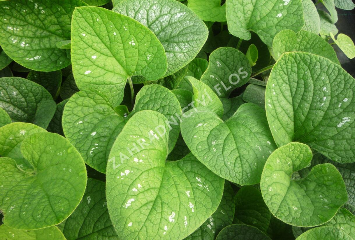 Pomněnkovec velkolistý 'Langtrees' - Brunnera macrophylla 'Langtrees'