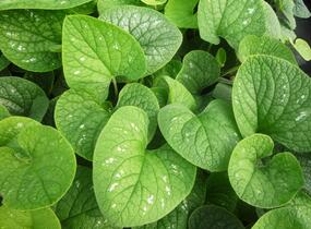 Pomněnkovec velkolistý 'Langtrees' - Brunnera macrophylla 'Langtrees'
