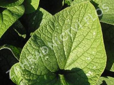 Pomněnkovec velkolistý 'Langtrees' - Brunnera macrophylla 'Langtrees'