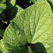 Pomněnkovec velkolistý 'Langtrees' - Brunnera macrophylla 'Langtrees'