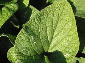 Pomněnkovec velkolistý 'Langtrees' - Brunnera macrophylla 'Langtrees'
