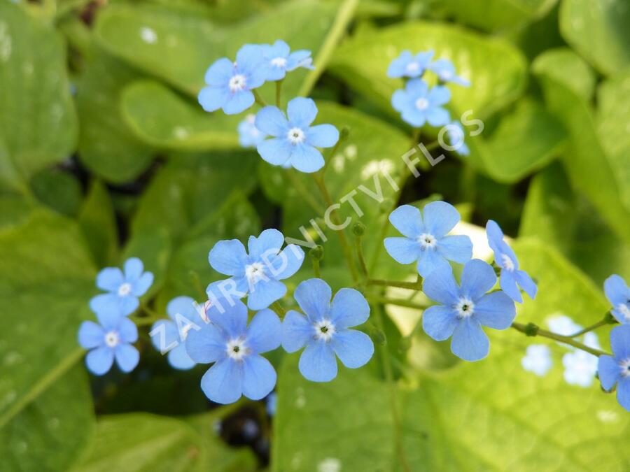 Pomněnkovec velkolistý 'Langtrees' - Brunnera macrophylla 'Langtrees'