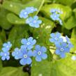 Pomněnkovec velkolistý 'Langtrees' - Brunnera macrophylla 'Langtrees'