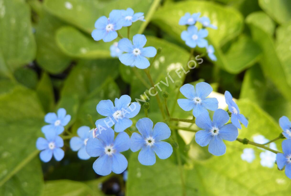 Pomněnkovec velkolistý 'Langtrees' - Brunnera macrophylla 'Langtrees'