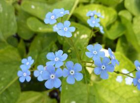Pomněnkovec velkolistý 'Langtrees' - Brunnera macrophylla 'Langtrees'