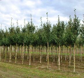 Bříza čínská 'Fascination' - Betula albosinensis 'Fascination'