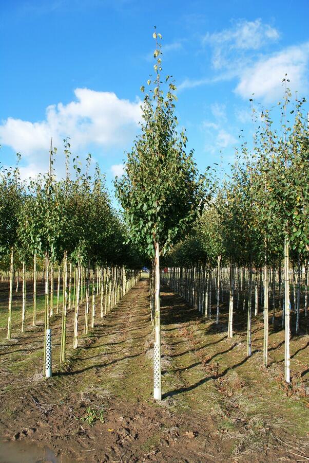Bříza čínská 'Fascination' - Betula albosinensis 'Fascination'