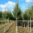 Bříza čínská 'Fascination' - Betula albosinensis 'Fascination'