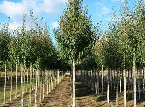 Bříza čínská 'Fascination' - Betula albosinensis 'Fascination'