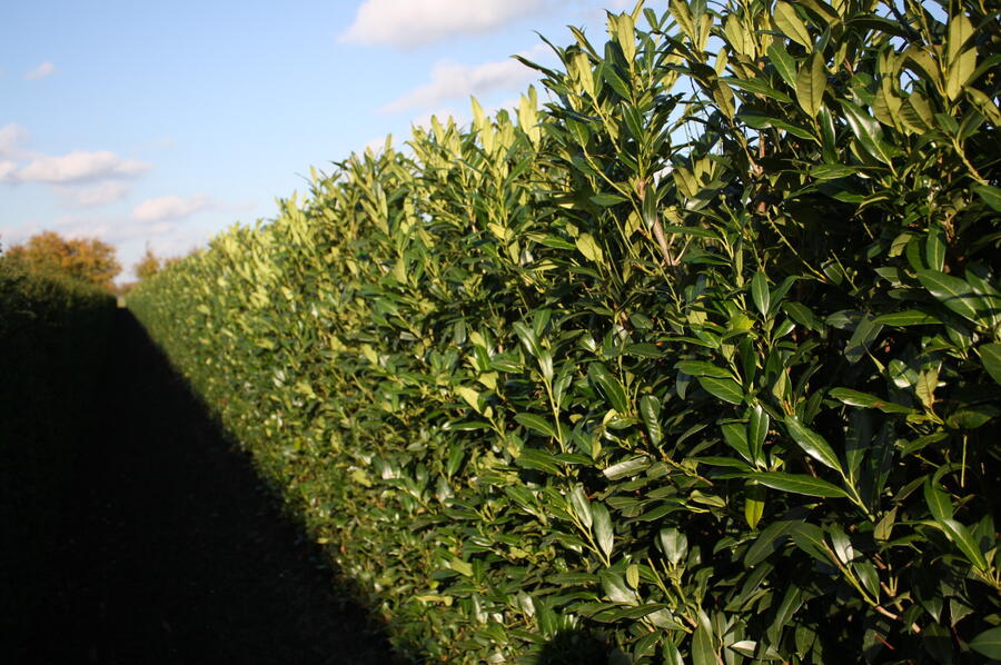 Bobkovišeň lékařská 'Herbergii' - předpěstovaný živý plot - Prunus laurocerasus 'Herbergii' - předpěstovaný živý plot