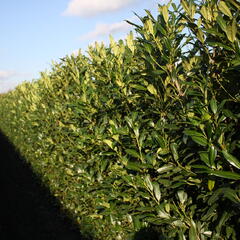 Bobkovišeň lékařská 'Herbergii' - předpěstovaný živý plot - Prunus laurocerasus 'Herbergii' - předpěstovaný živý plot