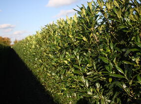 Bobkovišeň lékařská 'Herbergii' - předpěstovaný živý plot - Prunus laurocerasus 'Herbergii' - předpěstovaný živý plot