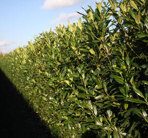 Bobkovišeň lékařská 'Herbergii' - předpěstovaný živý plot - Prunus laurocerasus 'Herbergii' - předpěstovaný živý plot