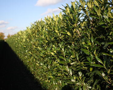 Bobkovišeň lékařská 'Herbergii' - předpěstovaný živý plot