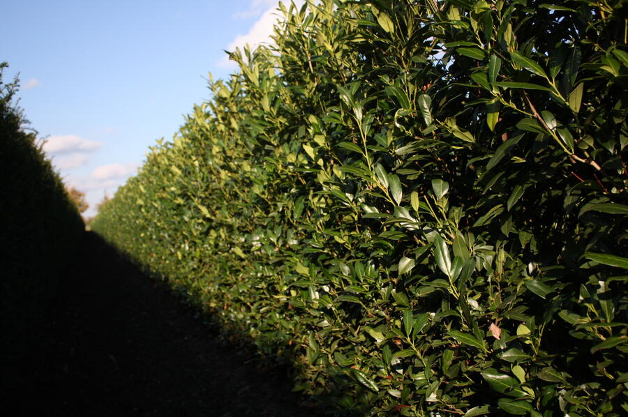 Bobkovišeň lékařská 'Herbergii' - předpěstovaný živý plot - Prunus laurocerasus 'Herbergii' - předpěstovaný živý plot