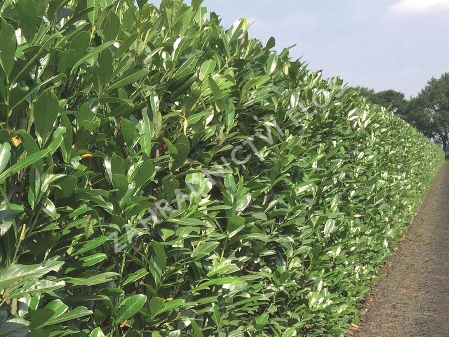 Bobkovišeň lékařská 'Caucasica' - předpěstovaný živý plot - Prunus laurocerasus 'Caucasica' - předpěstovaný živý plot