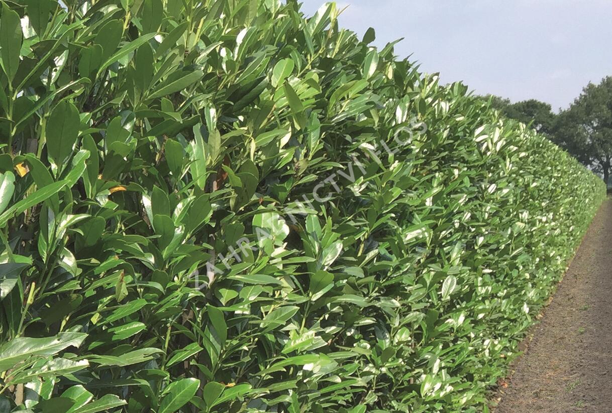Bobkovišeň lékařská 'Caucasica' - předpěstovaný živý plot - Prunus laurocerasus 'Caucasica' - předpěstovaný živý plot