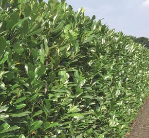 Bobkovišeň lékařská 'Caucasica' - předpěstovaný živý plot - Prunus laurocerasus 'Caucasica' - předpěstovaný živý plot