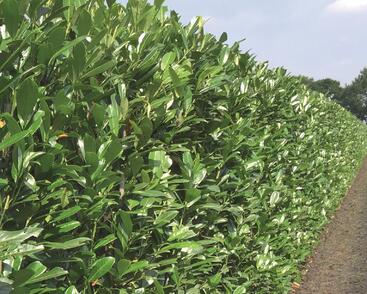 Bobkovišeň lékařská 'Caucasica' - předpěstovaný živý plot