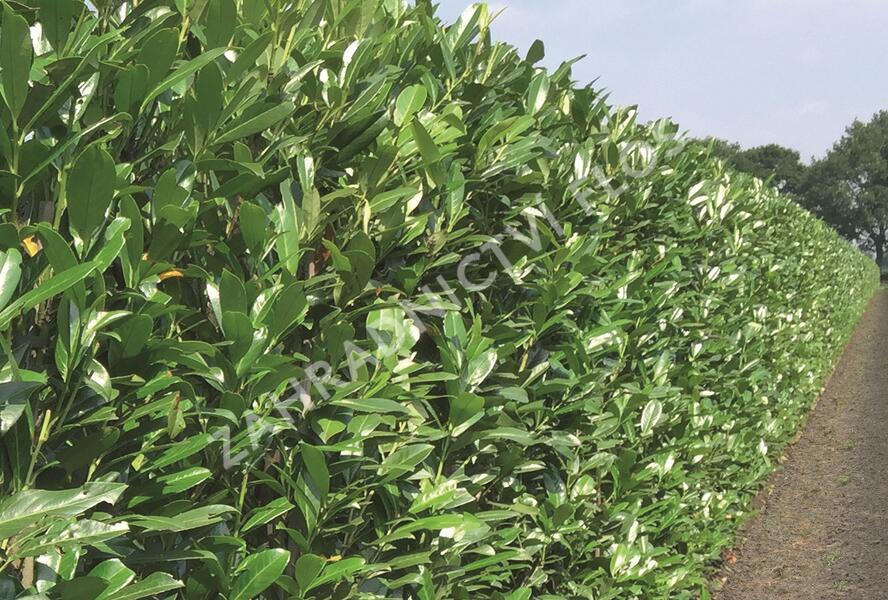 Bobkovišeň lékařská 'Caucasica' - předpěstovaný živý plot - Prunus laurocerasus 'Caucasica' - předpěstovaný živý plot