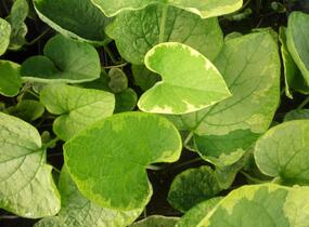 Pomněnkovec velkolistý 'Hadspen Cream' - Brunnera macrophylla 'Hadspen Cream'