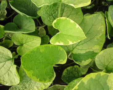 Pomněnkovec velkolistý 'Hadspen Cream'