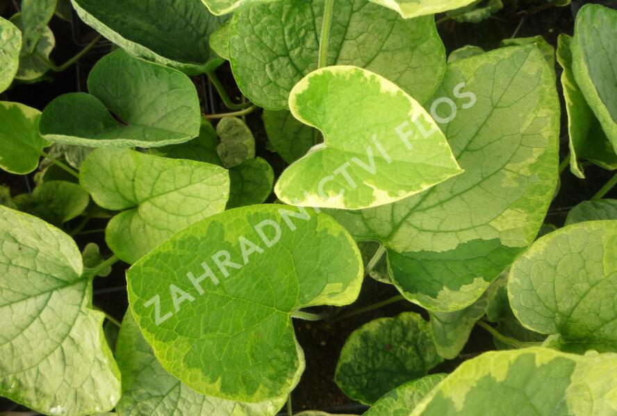 Pomněnkovec velkolistý 'Hadspen Cream' - Brunnera macrophylla 'Hadspen Cream'