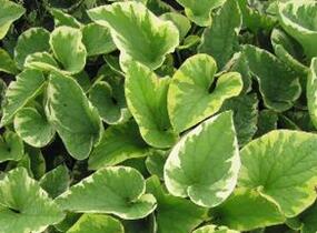 Pomněnkovec velkolistý 'Hadspen Cream' - Brunnera macrophylla 'Hadspen Cream'