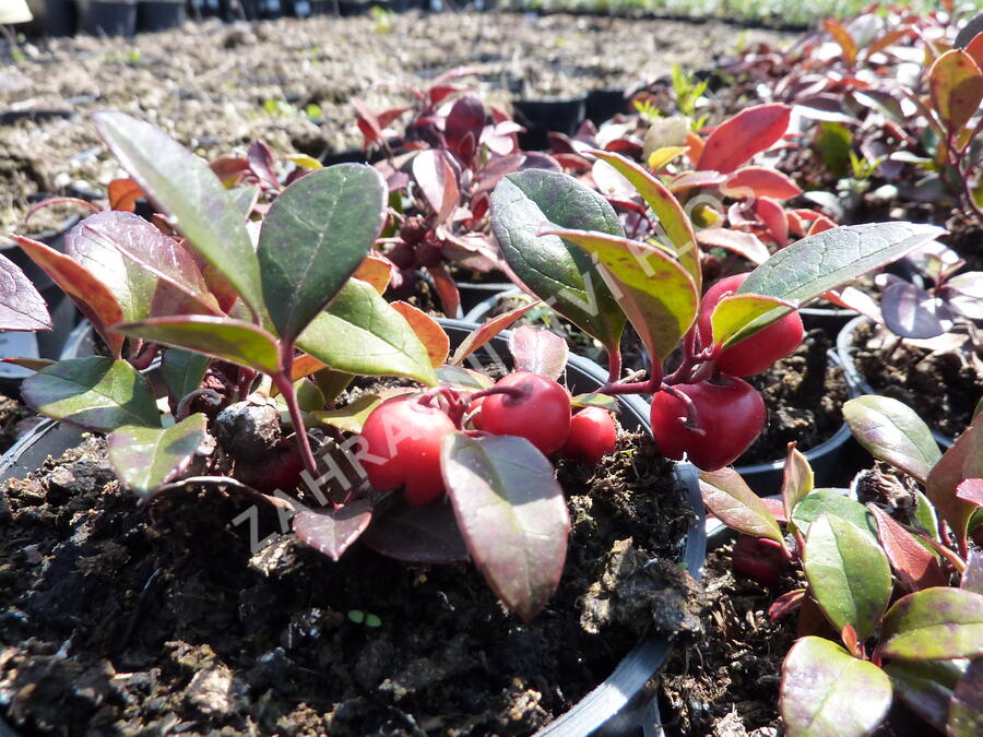 Libavka polehlá 'Winter Pearls Big Berry' - Gaultheria procumbens 'Winter Pearls Big Berry'