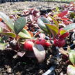 Libavka polehlá 'Winter Pearls Big Berry' - Gaultheria procumbens 'Winter Pearls Big Berry'