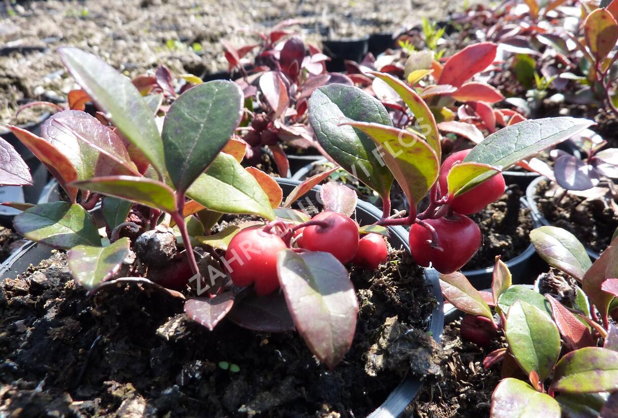 Libavka polehlá 'Winter Pearls Big Berry' - Gaultheria procumbens 'Winter Pearls Big Berry'