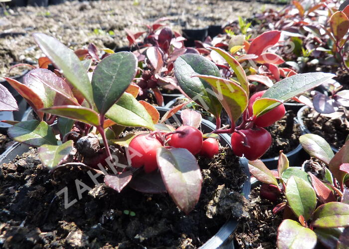 Libavka polehlá 'Winter Pearls Big Berry' - Gaultheria procumbens 'Winter Pearls Big Berry'