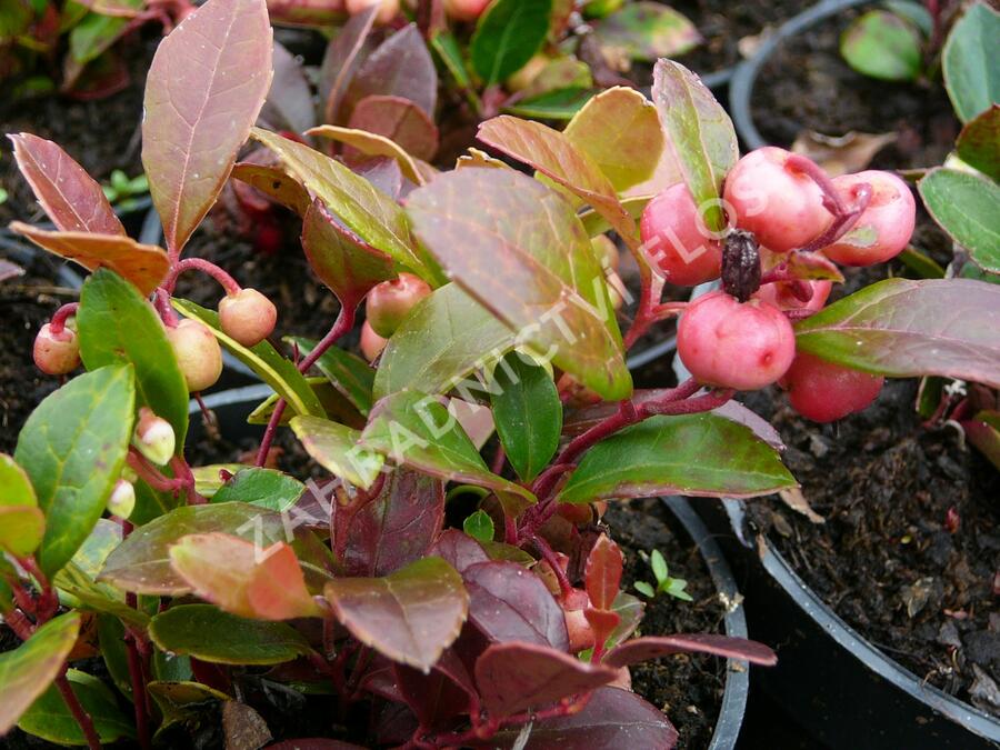 Libavka polehlá 'Winter Pearls Big Berry' - Gaultheria procumbens 'Winter Pearls Big Berry'