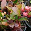 Libavka polehlá 'Winter Pearls Big Berry' - Gaultheria procumbens 'Winter Pearls Big Berry'