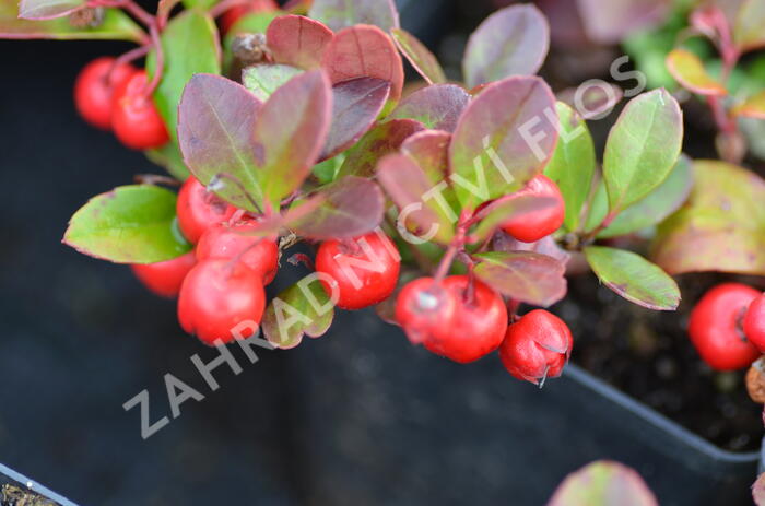 Libavka polehlá 'Winter Pearls Big Berry' - Gaultheria procumbens 'Winter Pearls Big Berry'