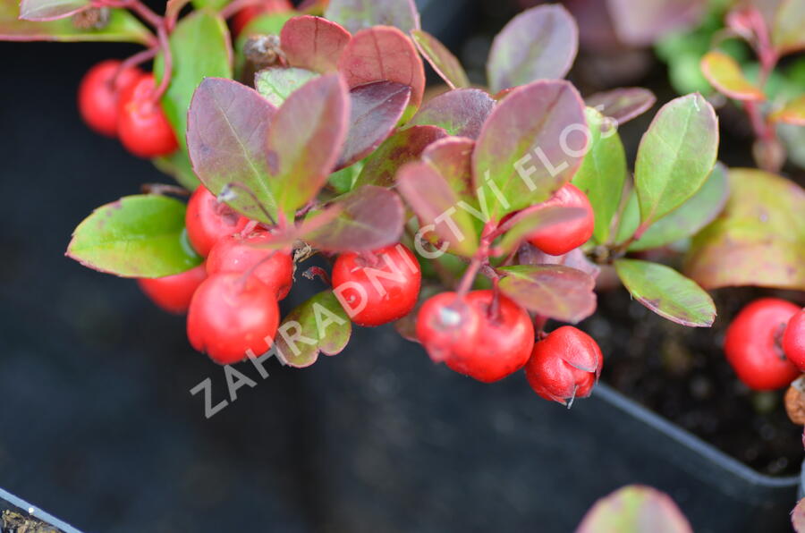 Libavka polehlá 'Winter Pearls Big Berry' - Gaultheria procumbens 'Winter Pearls Big Berry'