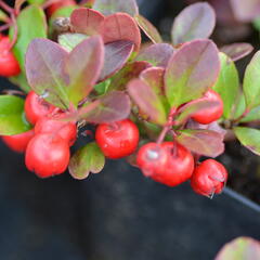 Libavka polehlá 'Winter Pearls Big Berry' - Gaultheria procumbens 'Winter Pearls Big Berry'