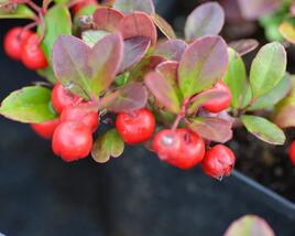 Libavka polehlá 'Winter Pearls Big Berry'