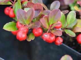 Libavka polehlá 'Winter Pearls Big Berry' - Gaultheria procumbens 'Winter Pearls Big Berry'