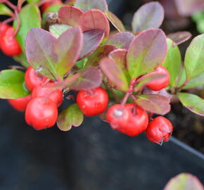 Libavka polehlá 'Winter Pearls Big Berry' - Gaultheria procumbens 'Winter Pearls Big Berry'