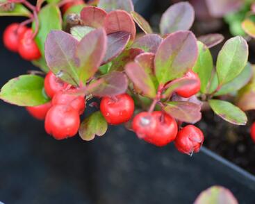 Libavka polehlá 'Winter Pearls Big Berry'