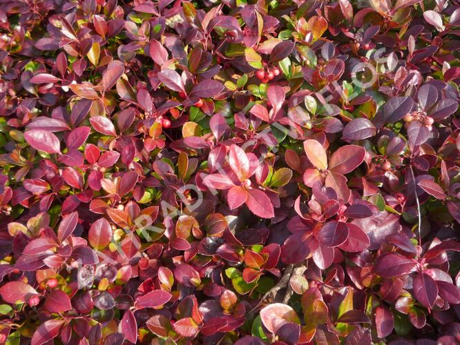 Libavka polehlá 'Winter Pearls Red Baron' - Gaultheria procumbens 'Winter Pearls Red Baron'