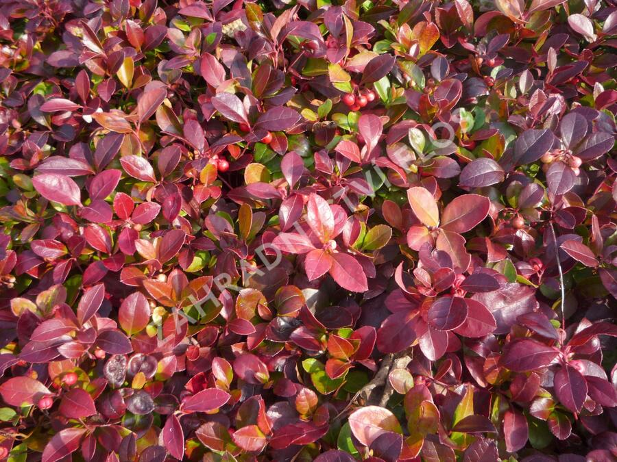 Libavka polehlá 'Winter Pearls Red Baron' - Gaultheria procumbens 'Winter Pearls Red Baron'
