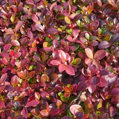 Libavka polehlá 'Winter Pearls Red Baron' - Gaultheria procumbens 'Winter Pearls Red Baron'